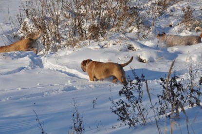 Continental Bulldogs Seeblickbulls Bilderalbum - Weihnachten im Schnee 2010