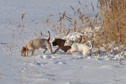 Continental Bulldogs Seeblickbulls Bilderalbum - Weihnachten im Schnee 2010