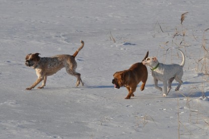 Continental Bulldogs Seeblickbulls Bilderalbum - Weihnachten im Schnee 2010