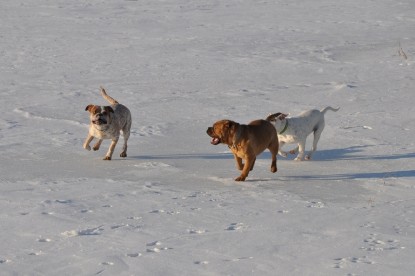 Continental Bulldogs Seeblickbulls Bilderalbum - Weihnachten im Schnee 2010