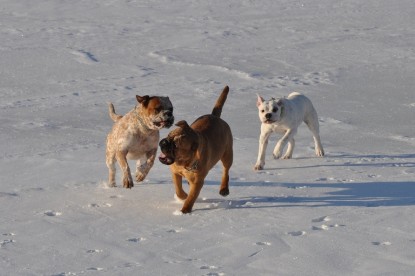 Continental Bulldogs Seeblickbulls Bilderalbum - Weihnachten im Schnee 2010