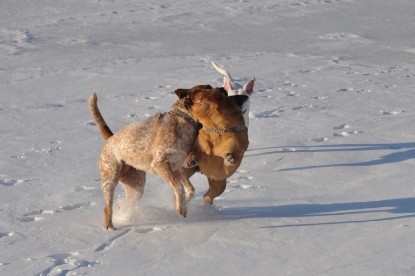 Continental Bulldogs Seeblickbulls Bilderalbum - Weihnachten im Schnee 2010