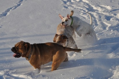 Continental Bulldogs Seeblickbulls Bilderalbum - Weihnachten im Schnee 2010