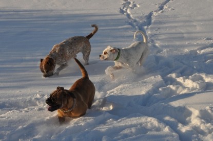 Continental Bulldogs Seeblickbulls Bilderalbum - Weihnachten im Schnee 2010