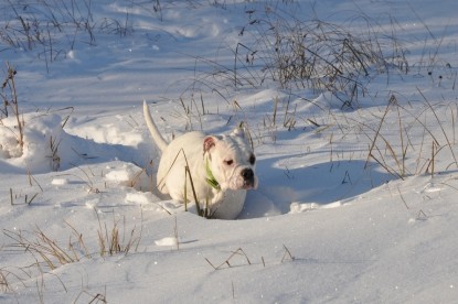 Continental Bulldogs Seeblickbulls Bilderalbum - Weihnachten im Schnee 2010