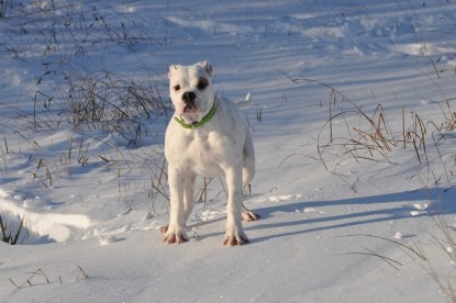 Continental Bulldogs Seeblickbulls Bilderalbum - Weihnachten im Schnee 2010