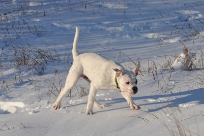 Continental Bulldogs Seeblickbulls Bilderalbum - Weihnachten im Schnee 2010