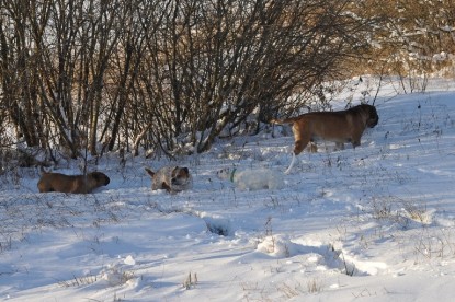 Continental Bulldogs Seeblickbulls Bilderalbum - Weihnachten im Schnee 2010