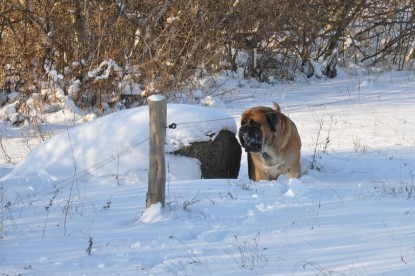 Continental Bulldogs Seeblickbulls Bilderalbum - Weihnachten im Schnee 2010