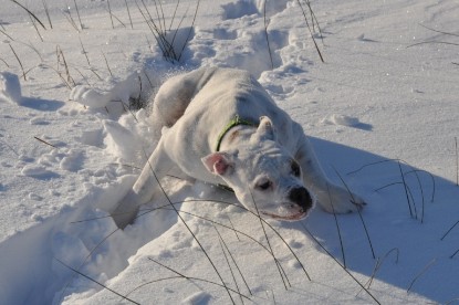 Continental Bulldogs Seeblickbulls Bilderalbum - Weihnachten im Schnee 2010