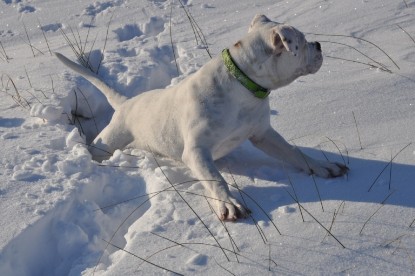 Continental Bulldogs Seeblickbulls Bilderalbum - Weihnachten im Schnee 2010