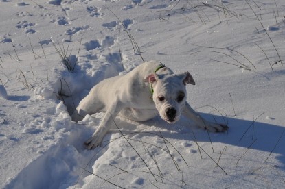 Continental Bulldogs Seeblickbulls Bilderalbum - Weihnachten im Schnee 2010