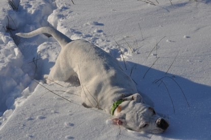 Continental Bulldogs Seeblickbulls Bilderalbum - Weihnachten im Schnee 2010