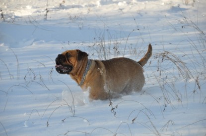 Continental Bulldogs Seeblickbulls Bilderalbum - Weihnachten im Schnee 2010