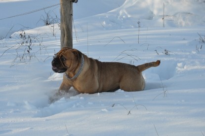 Continental Bulldogs Seeblickbulls Bilderalbum - Weihnachten im Schnee 2010