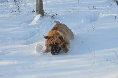 Continental Bulldogs Seeblickbulls Bilderalbum - Weihnachten im Schnee 2010