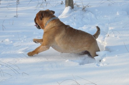 Continental Bulldogs Seeblickbulls Bilderalbum - Weihnachten im Schnee 2010