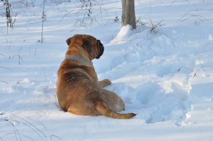 Continental Bulldogs Seeblickbulls Bilderalbum - Weihnachten im Schnee 2010