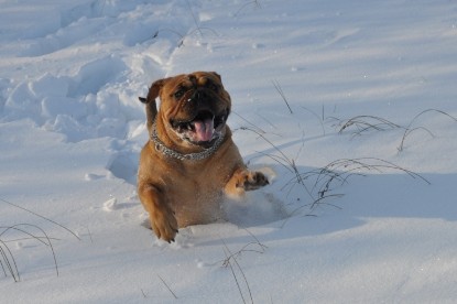 Continental Bulldogs Seeblickbulls Bilderalbum - Weihnachten im Schnee 2010