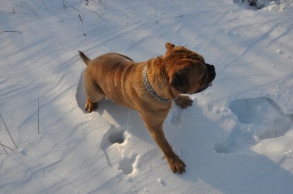 Continental Bulldogs Seeblickbulls Bilderalbum - Weihnachten im Schnee 2010