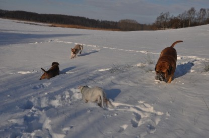 Continental Bulldogs Seeblickbulls Bilderalbum - Weihnachten im Schnee 2010