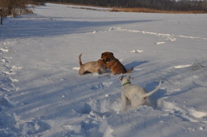 Continental Bulldogs Seeblickbulls Bilderalbum - Weihnachten im Schnee 2010