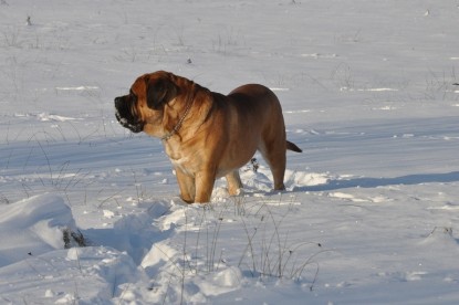 Continental Bulldogs Seeblickbulls Bilderalbum - Weihnachten im Schnee 2010