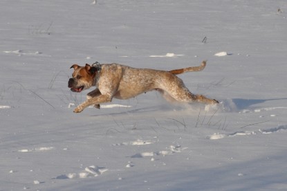 Continental Bulldogs Seeblickbulls Bilderalbum - Weihnachten im Schnee 2010