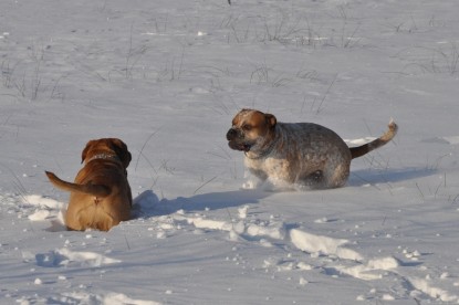 Continental Bulldogs Seeblickbulls Bilderalbum - Weihnachten im Schnee 2010