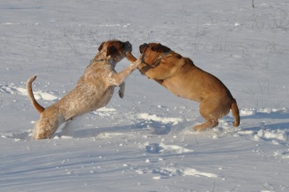 Continental Bulldogs Seeblickbulls Bilderalbum - Weihnachten im Schnee 2010