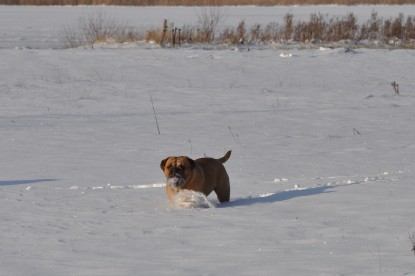 Continental Bulldogs Seeblickbulls Bilderalbum - Weihnachten im Schnee 2010