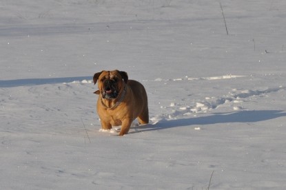 Continental Bulldogs Seeblickbulls Bilderalbum - Weihnachten im Schnee 2010