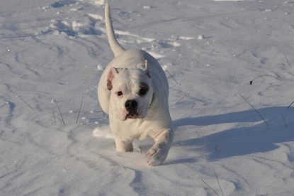 Continental Bulldogs Seeblickbulls Bilderalbum - Weihnachten im Schnee 2010