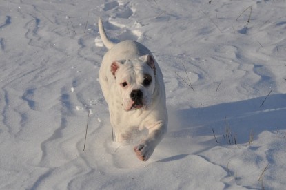 Continental Bulldogs Seeblickbulls Bilderalbum - Weihnachten im Schnee 2010