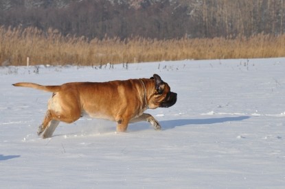 Continental Bulldogs Seeblickbulls Bilderalbum - Weihnachten im Schnee 2010