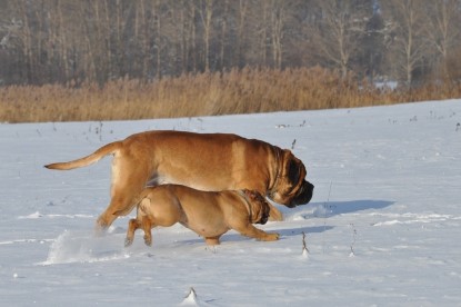 Continental Bulldogs Seeblickbulls Bilderalbum - Weihnachten im Schnee 2010