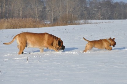 Continental Bulldogs Seeblickbulls Bilderalbum - Weihnachten im Schnee 2010