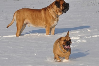 Continental Bulldogs Seeblickbulls Bilderalbum - Weihnachten im Schnee 2010