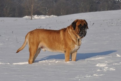 Continental Bulldogs Seeblickbulls Bilderalbum - Weihnachten im Schnee 2010