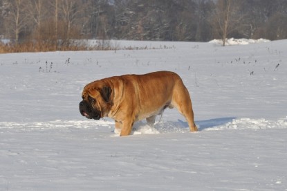 Continental Bulldogs Seeblickbulls Bilderalbum - Weihnachten im Schnee 2010