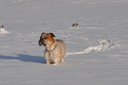 Continental Bulldogs Seeblickbulls Bilderalbum - Weihnachten im Schnee 2010