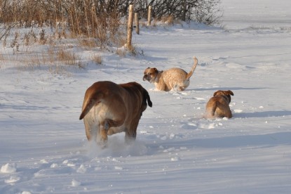 Continental Bulldogs Seeblickbulls Bilderalbum - Weihnachten im Schnee 2010