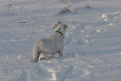 Continental Bulldogs Seeblickbulls Bilderalbum - Weihnachten im Schnee 2010