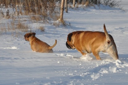 Continental Bulldogs Seeblickbulls Bilderalbum - Weihnachten im Schnee 2010