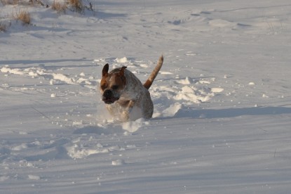 Continental Bulldogs Seeblickbulls Bilderalbum - Weihnachten im Schnee 2010