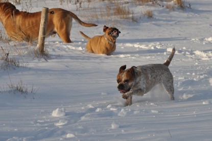 Continental Bulldogs Seeblickbulls Bilderalbum - Weihnachten im Schnee 2010