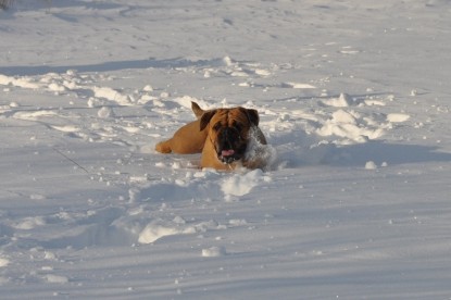 Continental Bulldogs Seeblickbulls Bilderalbum - Weihnachten im Schnee 2010