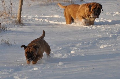 Continental Bulldogs Seeblickbulls Bilderalbum - Weihnachten im Schnee 2010