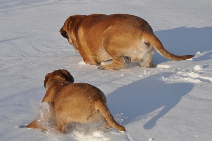 Continental Bulldogs Seeblickbulls Bilderalbum - Weihnachten im Schnee 2010