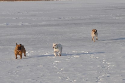 Continental Bulldogs Seeblickbulls Bilderalbum - Weihnachten im Schnee 2010